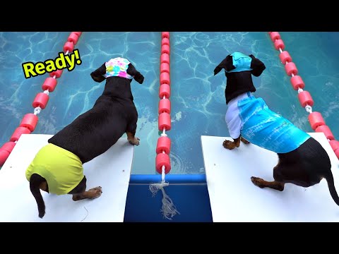 The Wienerlympics! – Cute & Funny Wiener Dog Video!