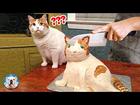 Funny Dog And Cat Fails – Try Not To Laugh | Pets Town