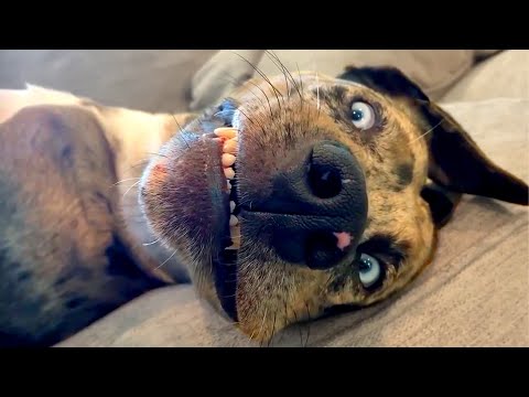 What is Wrong With My Dog | Funny Pet Videos