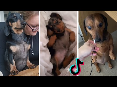 Super Funny Dog Videos ~ Adorable Puppies Compilation