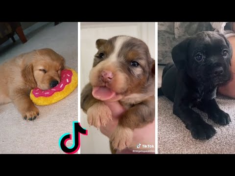 Super Cute Puppy Videos ~ Funny Dogs Compilation ~ Fluppy