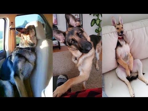 Super FUNNY DOGS – Funny German Shepherd Dog always makes you LAUGH