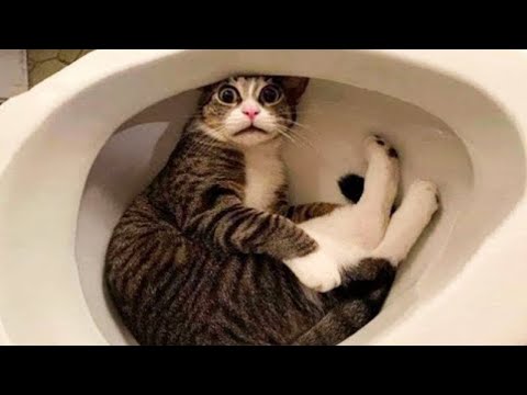 Hilarious Cat Fails 😻 Funny Cats Life 😁 Don't Try To Hold Back Laughter