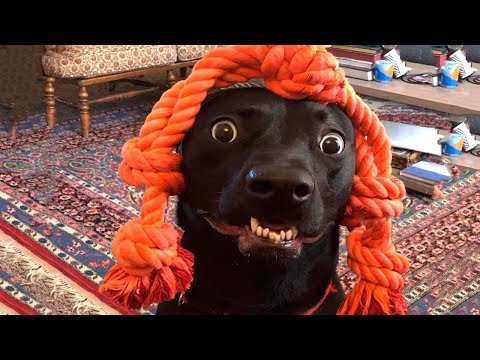 🤣 Funniest 🐶 Dogs And 😻Cats – Funny Pet Animals' Life 😇