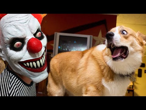 Super Funny Dog Videos #5 | Chihuahua TV