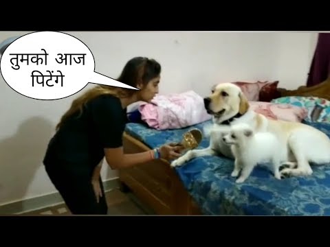 Tik Tok on all cute and talented dog 🐕 | funny video | DMK zone