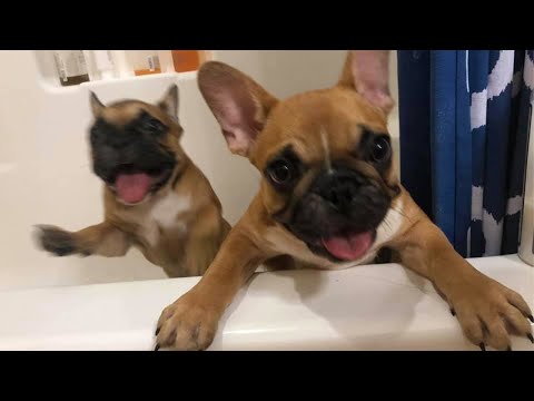 🤣Funny and Cute Dog Videos 2021🤣 – 🐶 It's time to LAUGH with Dog's