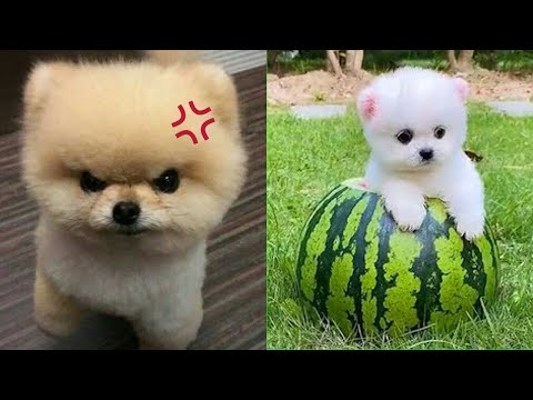 Funny and Cute Dog Pomeranian 😍🐶| Funny Puppy Videos #40