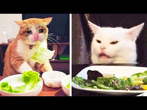 Funny Cats And Dogs Reactions To Food 😾😹 – Best Funny Animal Videos 😂