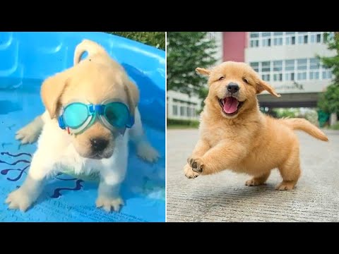 Funniest & Cutest Golden Retriever Puppies – 30 Minutes of Funny Puppy Videos 2021 #9