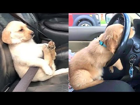 ♥Cute Puppies Doing Funny Things 2020♥ #3 Cutest Dogs