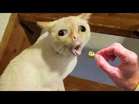 Dogs And Cats Reaction To Food – Funny Animal Reaction