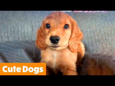 1 Hour of the Cutest Dogs | Funny Pet Videos