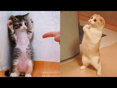 Funniest Animals – Best Of The 2021 Funny Animal Videos #11