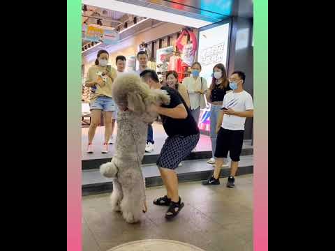 66_ Cute and Funny Dog Videos Compilation,🐕🐕 _#short