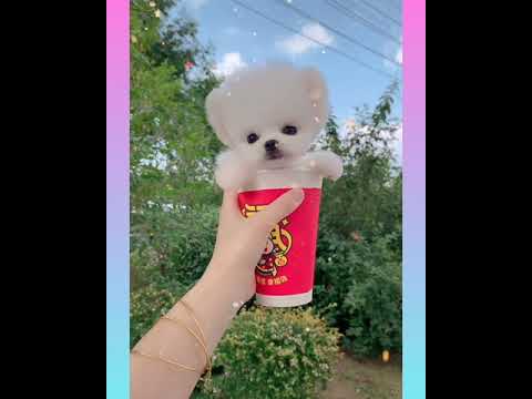 64_ Cute and Funny Dog Videos Compilation,🐕🐕 _#short