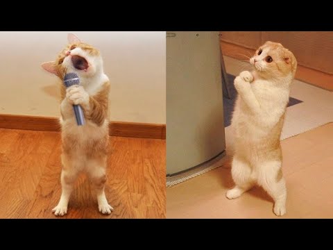 Funniest Animals – Best Of The 2021 Funny Animal Videos #41