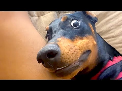 Silly Animal Reaction & Bloopers | Funny Pet Videos