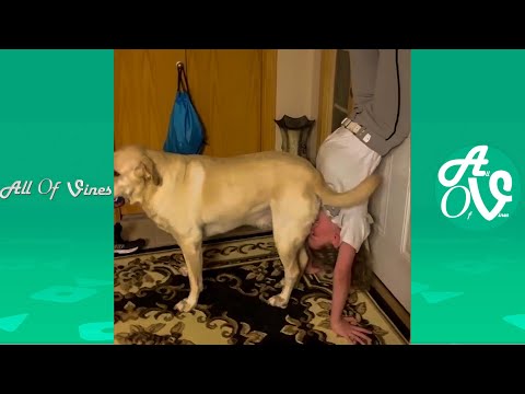 Try Not To Laugh Watching Funny Animal Videos | Funny and Silly Animals 2021 #7