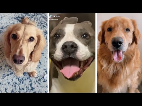 Most Funny Dogs & Cutest Puppies of TikTok Compilation  ~ The Dog Squad