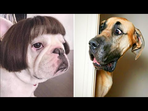 Best Of 2021 – Top FUNNY DOG Videos – TRY NOT TO LAUGH🤣🤣🤣