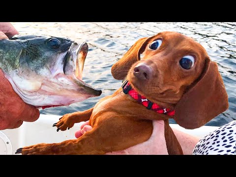 Best Funny Animal Videos Of The Month – Cute 🐶 Dogs And 😹 Cats Reactions