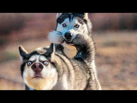 IMPOSSIBLE NOT TO LAUGH – The Funniest DOG Video Compilation