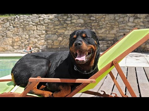 🤣 YOU WON'T HOLD YOUR LAUGH 🐶 Funny Rottweiler Compilation Videos