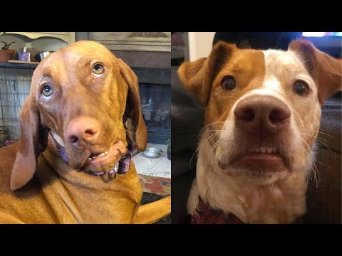 TOP HIGHLIGHTS of FUNNY DOGS that will make you LAUGH🤣 LAUGH at FUNNY DOGS compilation