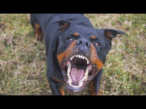Funny Dogs Barking and Howling Compilation | 15 Minutes