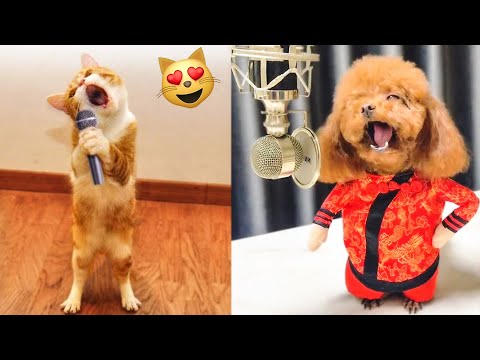 Cute Dogs And Cats That Will Make You Laugh 🥰 – Funny Animals Compilation #7 😂