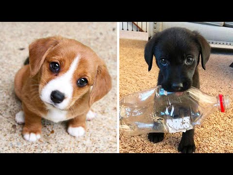 Cute baby animals Videos Compilation cutest moment of the animals – Cutest Puppies #2