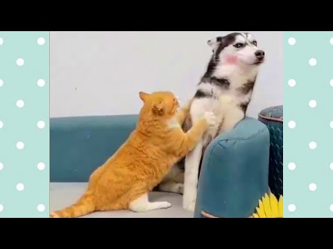 Household pets! πΊ Compilation of funny videos with CATS and DOGS for a good mood!
