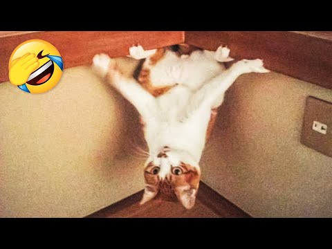 Best Funniest Cats And Dogs Videos πΆπΉ – Funny Animals Compilation π
