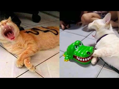 Best Funny Cat Videos That Will Make You Laugh All Day Long 😂😹