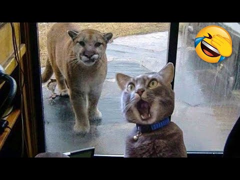 The Best Funny Videos Of Dogs And Cats 😹🐶 – Funny Animals Compilation 😂