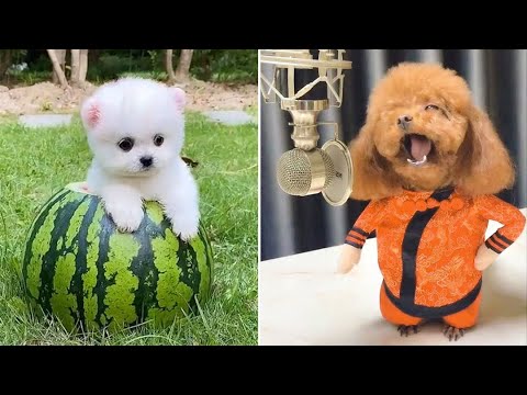 Baby Dogs π΄ Cute and Funny Dog Videos Compilation #8 | 30 Minutes of Funny Puppy Videos 2021