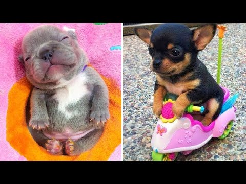 Baby Dogs 🔴 Cute and Funny Dog Videos Compilation #11 | 30 Minutes of Funny Puppy Videos 2021