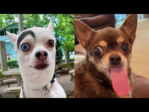 FUNNY DOG VIDEOS TO START YOUR NEW DAY!🤣🤣🤣 The FUNNIEST DOGS compilation 2021