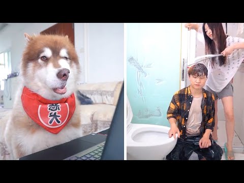 The dogs are cute and funny #41 – Dog funny video Compilation