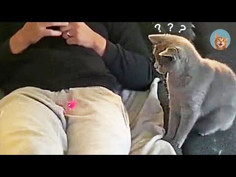 Unbelievable!!! Funny Dogs and Cats Videos Try Not To Laugh| MEOW