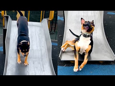 Rottweiler's First Time On Slide | Funny Pet Videos