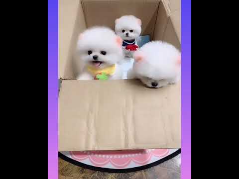 14_Cute and Funny Dog Videos Compilation_#short