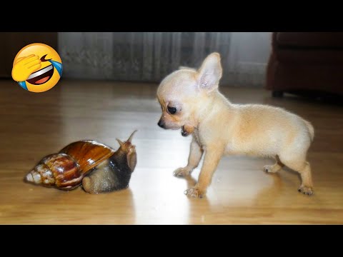 Cute Dogs And Cats That Will Make You Laugh 🥰 – Funny Animals Compilation #5 😂