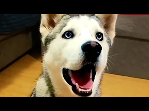 BEST ANIMALS OF 2021 PT.1 | Funny Pet Videos