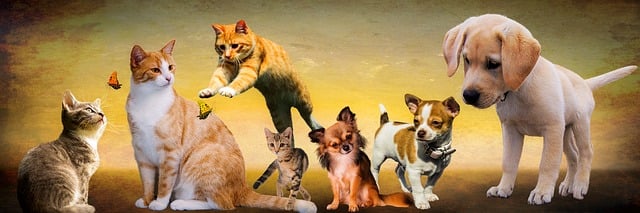 What You Need To Know About Caring For Your Cat