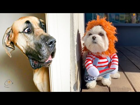 Unbelievable!!! Funny Dog Videos Try Not To Laugh 🦴🐕🐶✔️1