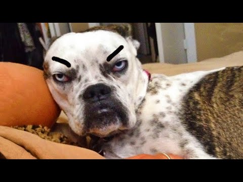 Funny Angry Dogs 🐶🤣 You CAN'T Watch Without LAUGHING🤣