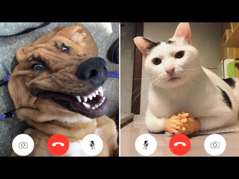 Funny Animal Videos that Will 100% Make You Laugh 😂