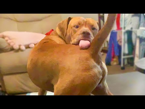 Do you have a hard time laughing? Try this Funny Dog Videos 😁